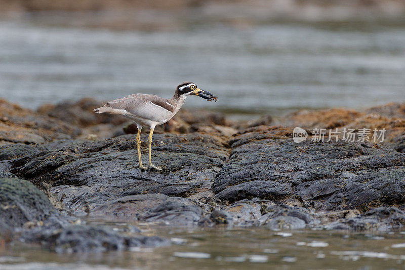 厚膝鸟:成年海滩厚膝或海滩石杓鹬(Esacus magnirostris)。